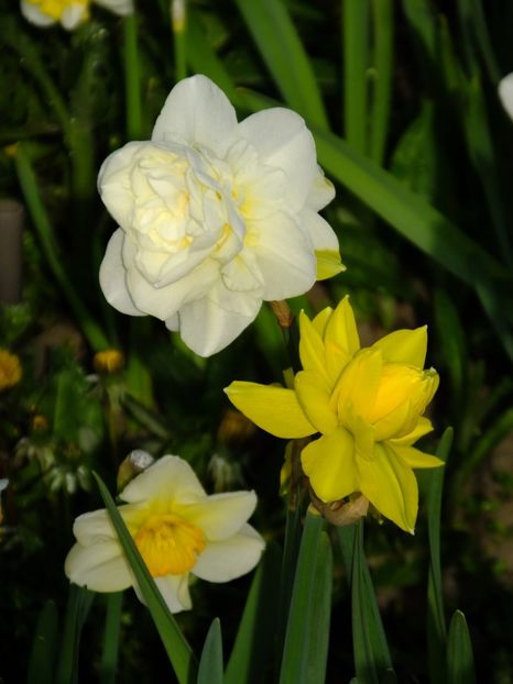  - 2016_02-04_Febr-Aprilie