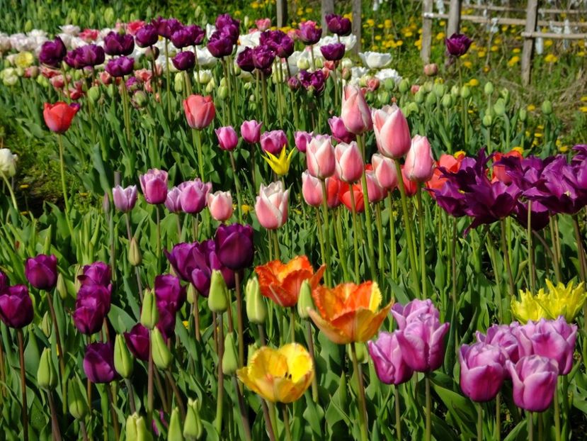  - 2016_02-04_Febr-Aprilie