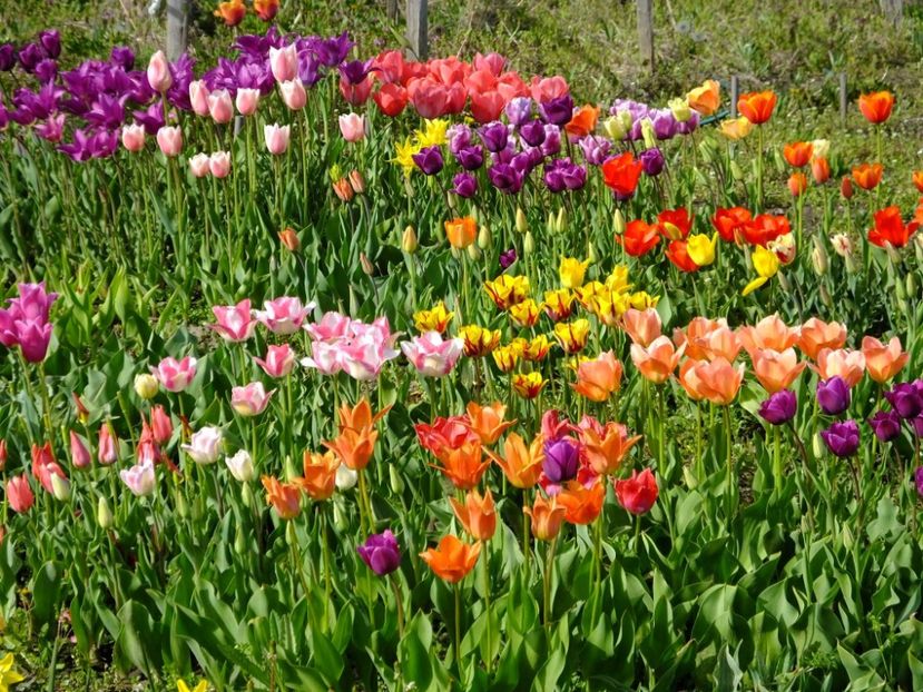  - 2016_02-04_Febr-Aprilie