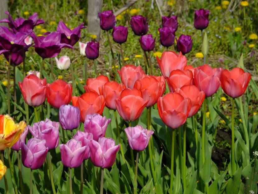  - 2016_02-04_Febr-Aprilie