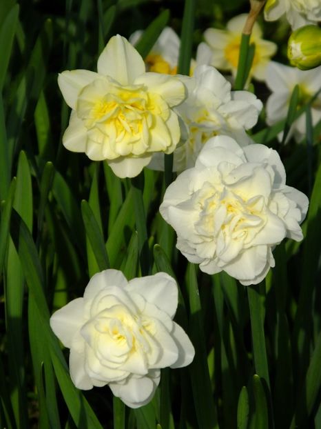  - 2016_02-04_Febr-Aprilie