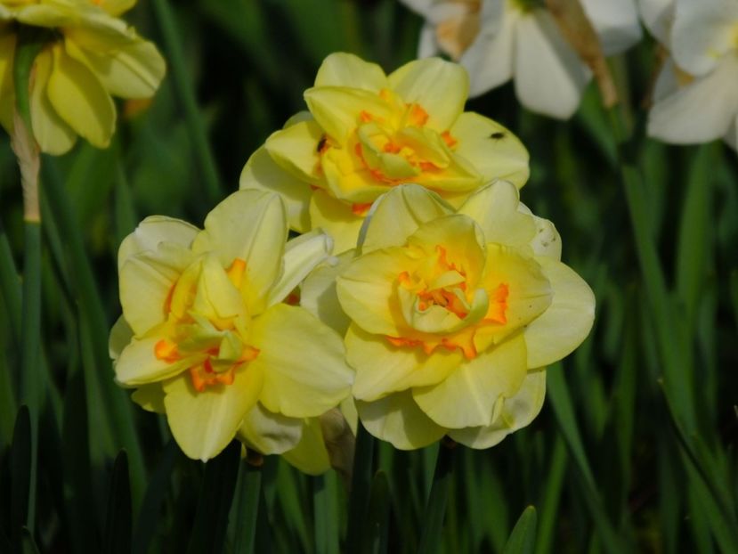  - 2016_02-04_Febr-Aprilie