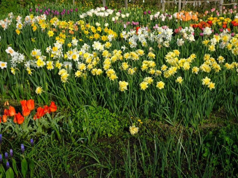  - 2016_02-04_Febr-Aprilie