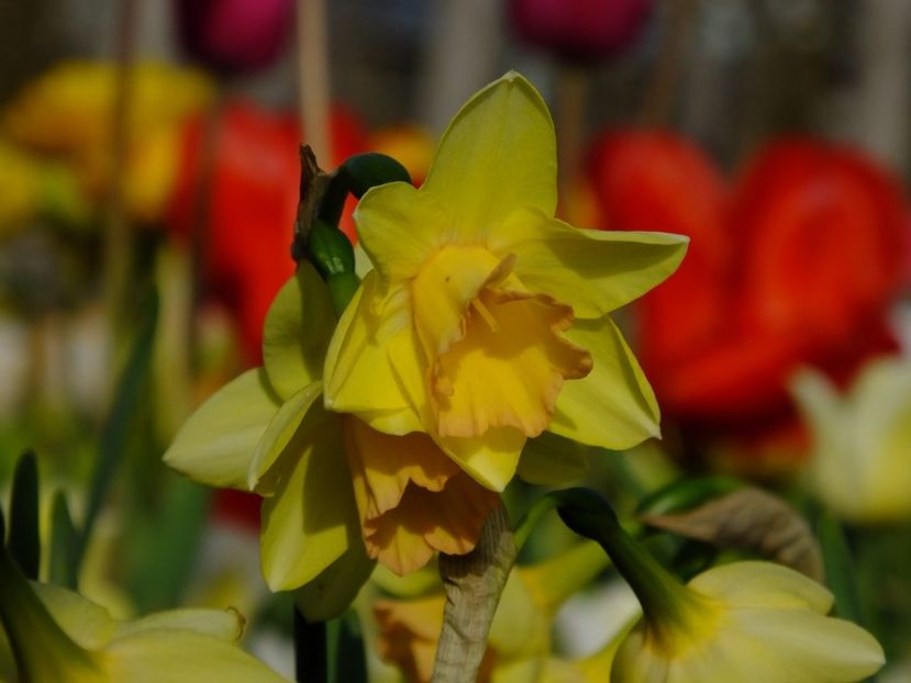  - 2016_02-04_Febr-Aprilie