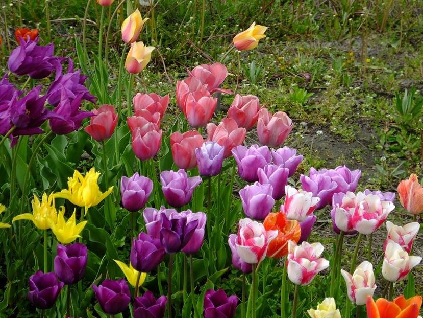  - 2016_02-04_Febr-Aprilie