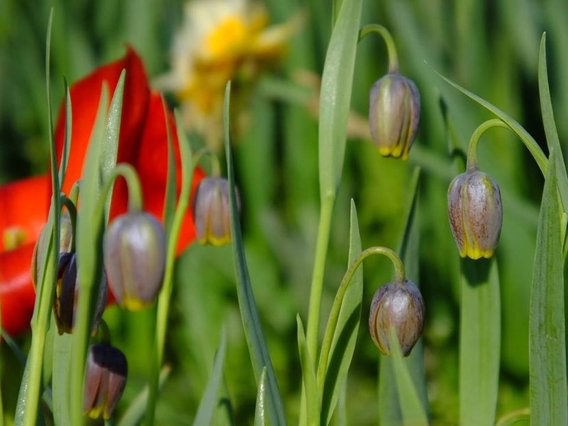  - 2016_02-04_Febr-Aprilie