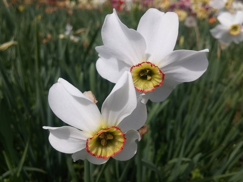  - 2016_02-04_Febr-Aprilie