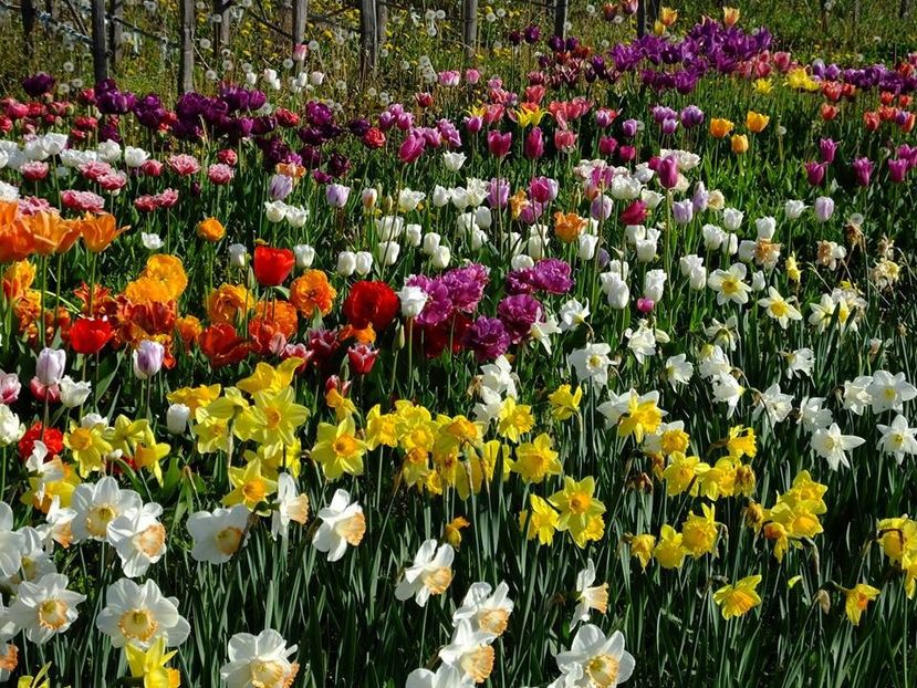  - 2016_02-04_Febr-Aprilie