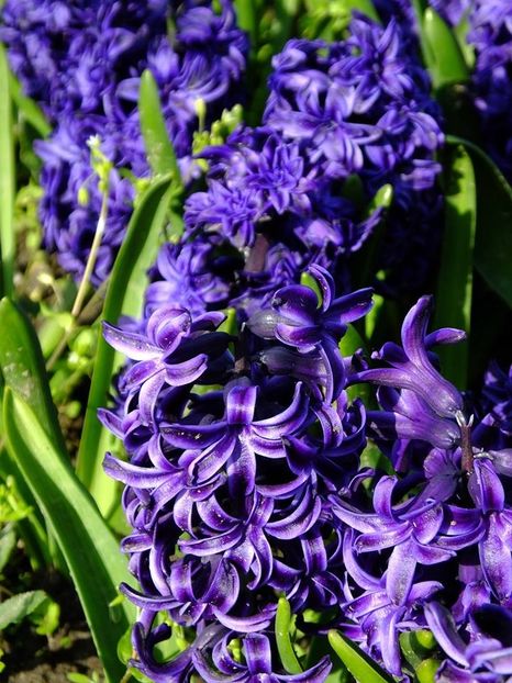  - 2016_02-04_Febr-Aprilie