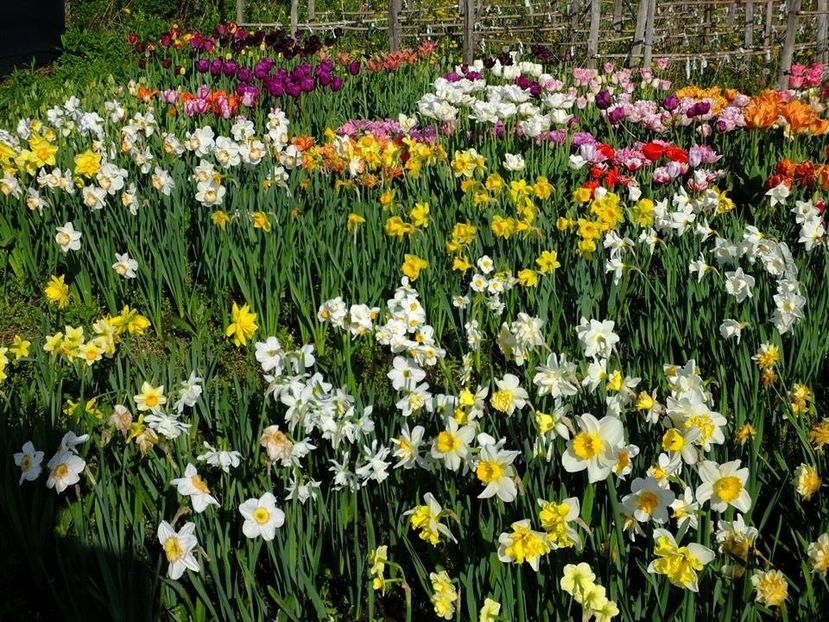  - 2016_02-04_Febr-Aprilie