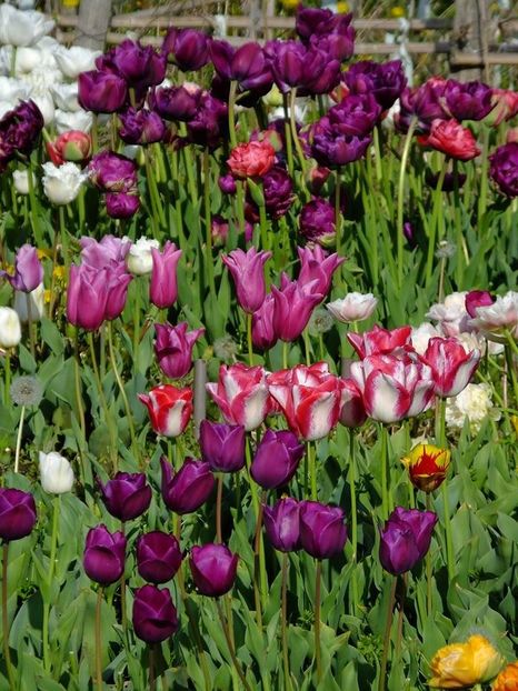  - 2016_02-04_Febr-Aprilie