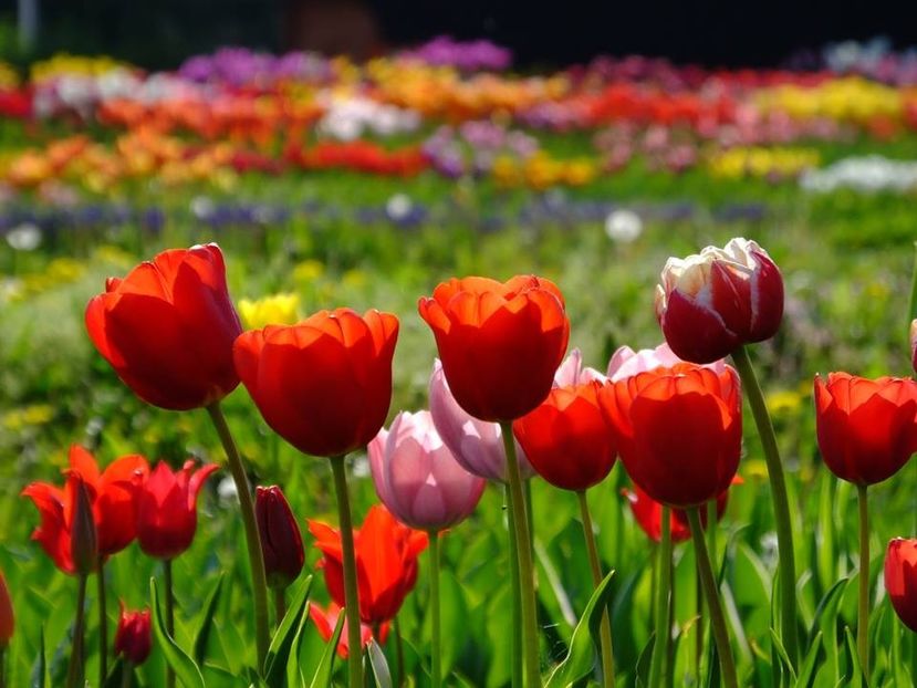  - 2016_02-04_Febr-Aprilie