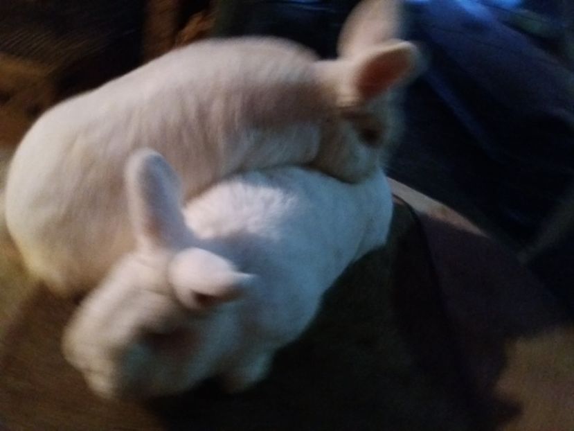 feher03 - 11-UJ-ZELANDI FEHER-NEOZEELANDEZ ALB