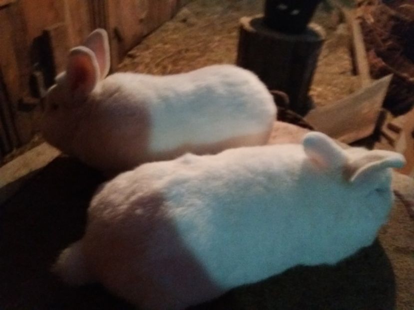 feher04 - 11-UJ-ZELANDI FEHER-NEOZEELANDEZ ALB