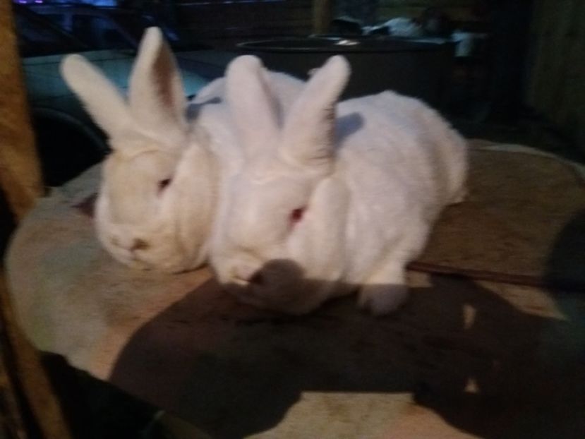 feher08 - 11-UJ-ZELANDI FEHER-NEOZEELANDEZ ALB