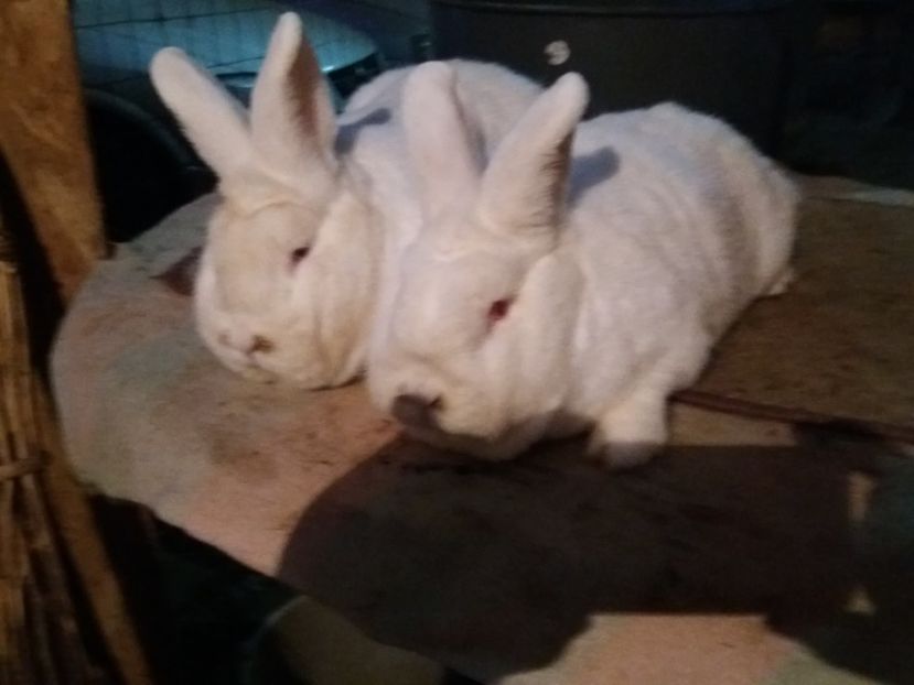 feher09 - 11-UJ-ZELANDI FEHER-NEOZEELANDEZ ALB