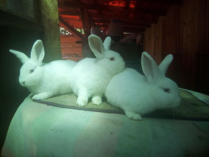 feher10 - 11-UJ-ZELANDI FEHER-NEOZEELANDEZ ALB