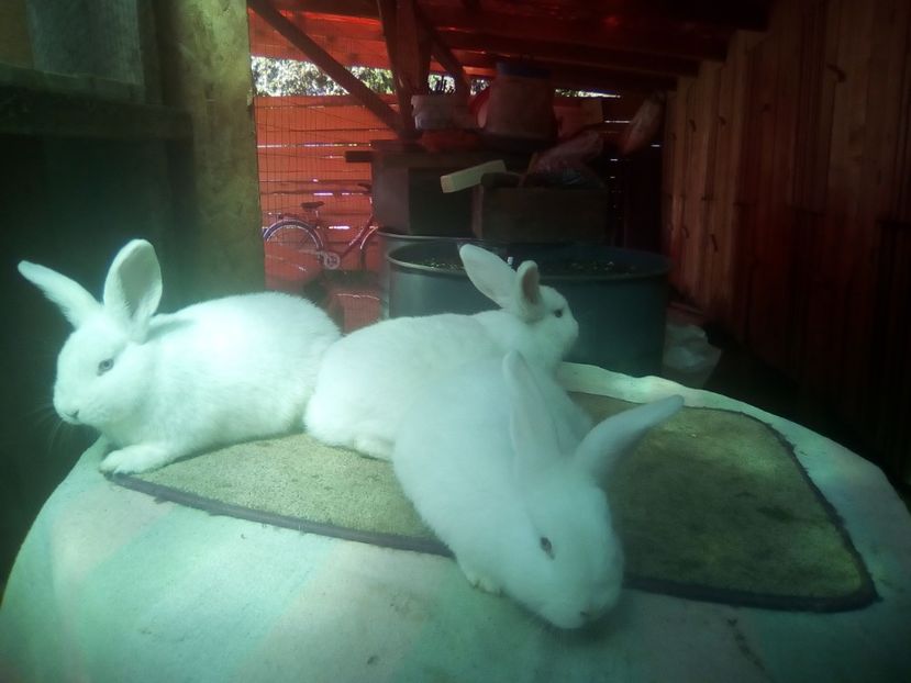 feher11 - 11-UJ-ZELANDI FEHER-NEOZEELANDEZ ALB