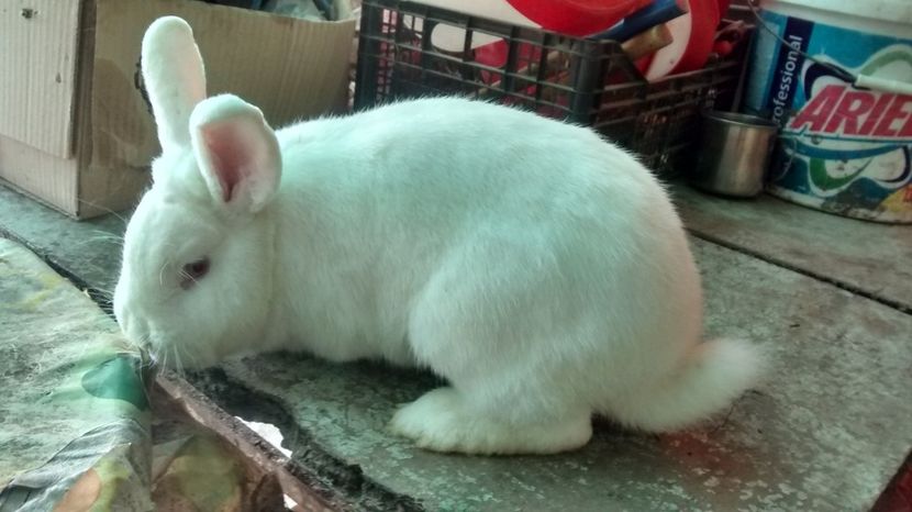 feher14 - 11-UJ-ZELANDI FEHER-NEOZEELANDEZ ALB