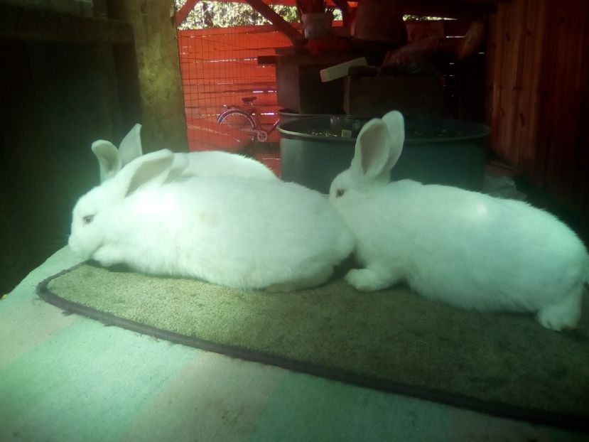 feher17 - 11-UJ-ZELANDI FEHER-NEOZEELANDEZ ALB