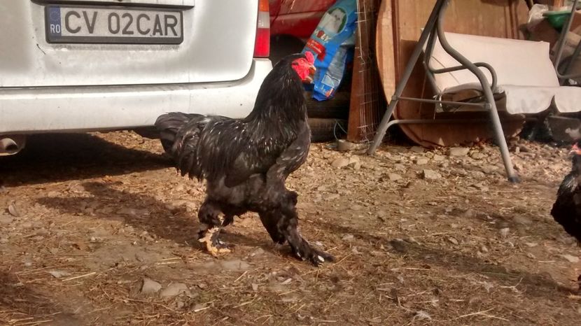 fekete02 - 07-BRAHMA NEGRU 2018