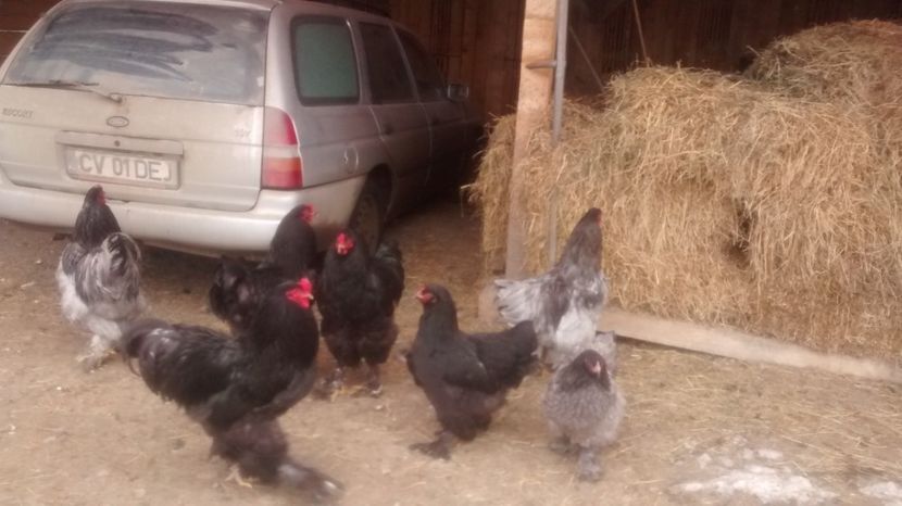 fekete07 - 07-BRAHMA NEGRU 2018