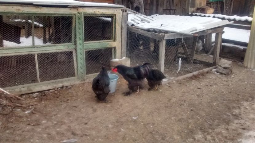 fekete08 - 07-BRAHMA NEGRU 2018