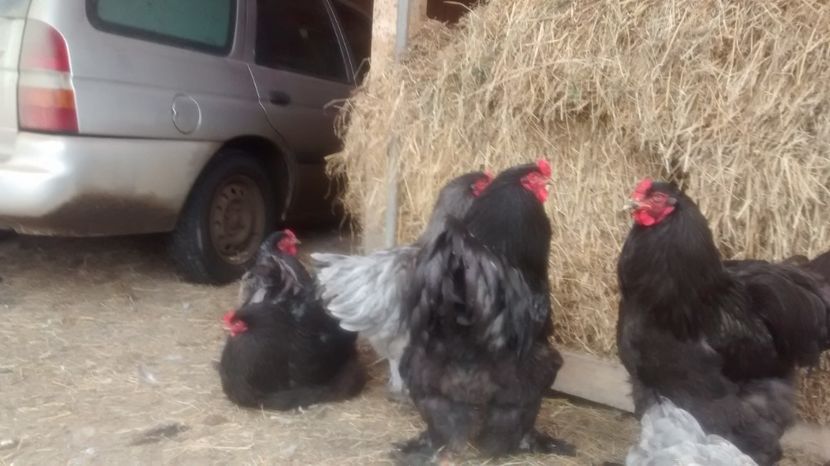 fekete10 - 07-BRAHMA NEGRU 2018