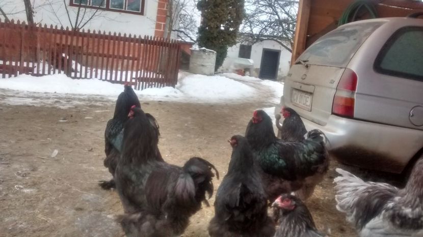 fekete11 - 07-BRAHMA NEGRU 2018