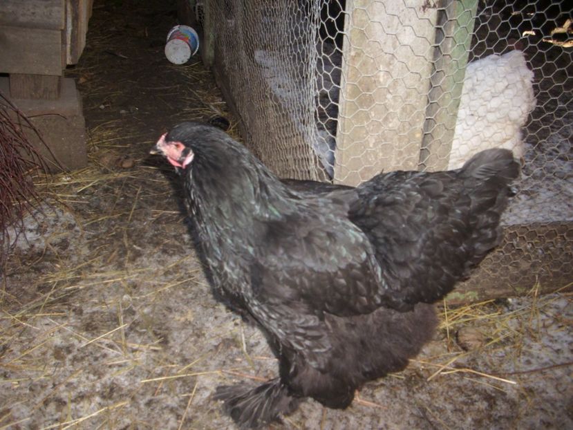 fekete17 - 07-BRAHMA NEGRU 2018