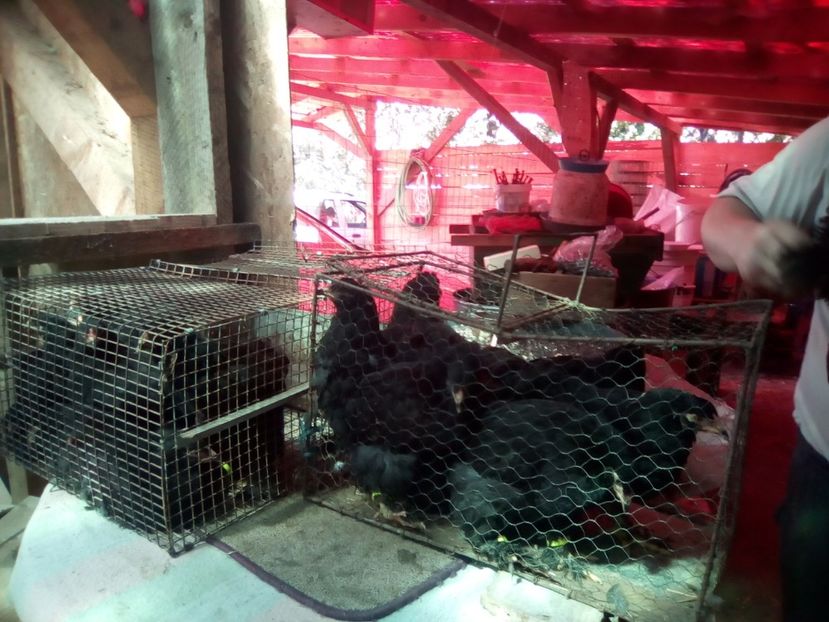 fekete23 - 07-BRAHMA NEGRU 2018