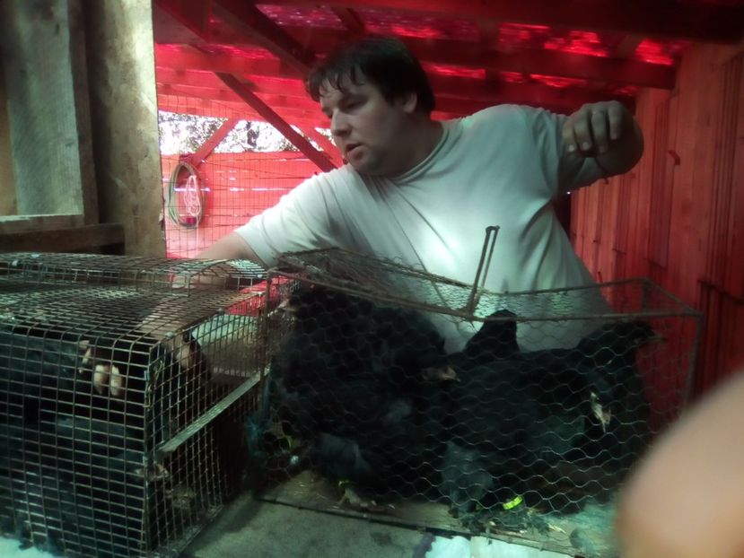 fekete26 - 07-BRAHMA NEGRU 2018