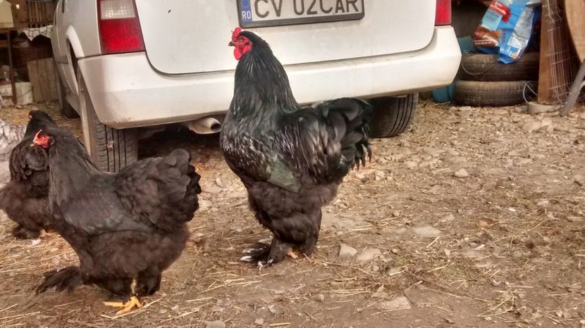 fekete31 - 07-BRAHMA NEGRU 2018