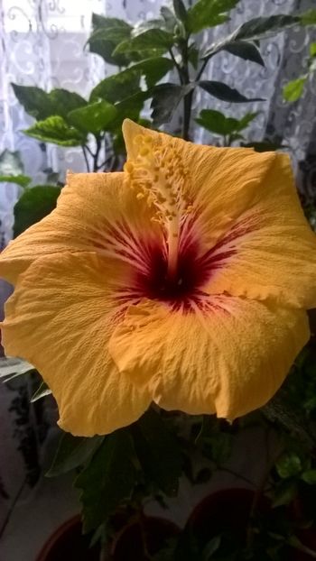 Cuban Variety - Hibiscuși 2018