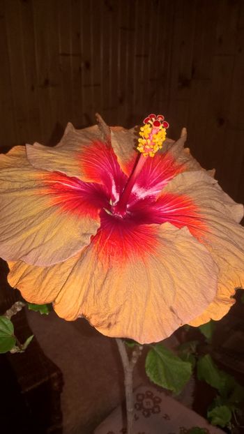 Tahitian Burning Sands - Hibiscuși 2018