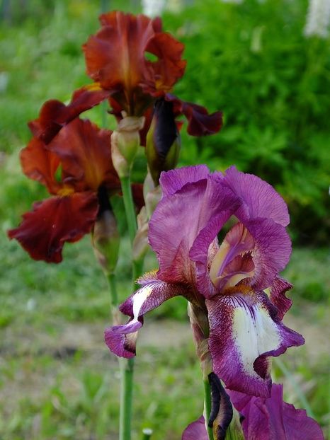  - 2016_05_06_Mai_Iunie