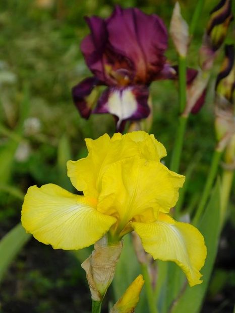  - 2016_05_06_Mai_Iunie