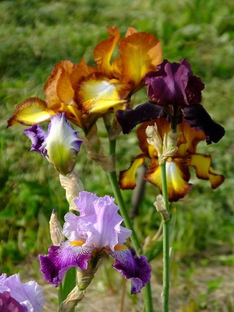  - 2016_05_06_Mai_Iunie