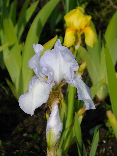  - 2016_05_06_Mai_Iunie