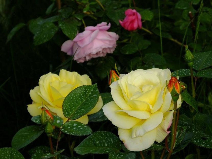  - 2016_05_06_Mai_Iunie