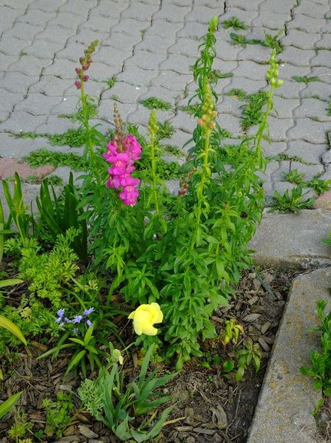  - 2016_05_06_Mai_Iunie