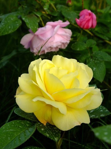  - 2016_05_06_Mai_Iunie