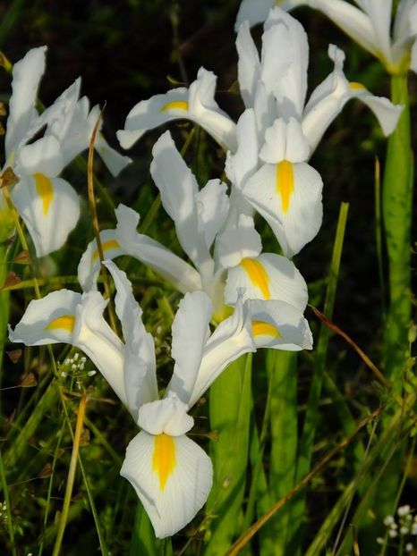  - 2016_05_06_Mai_Iunie