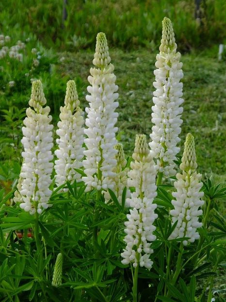  - 2016_05_06_Mai_Iunie