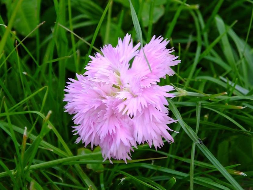  - 2016_05_06_Mai_Iunie