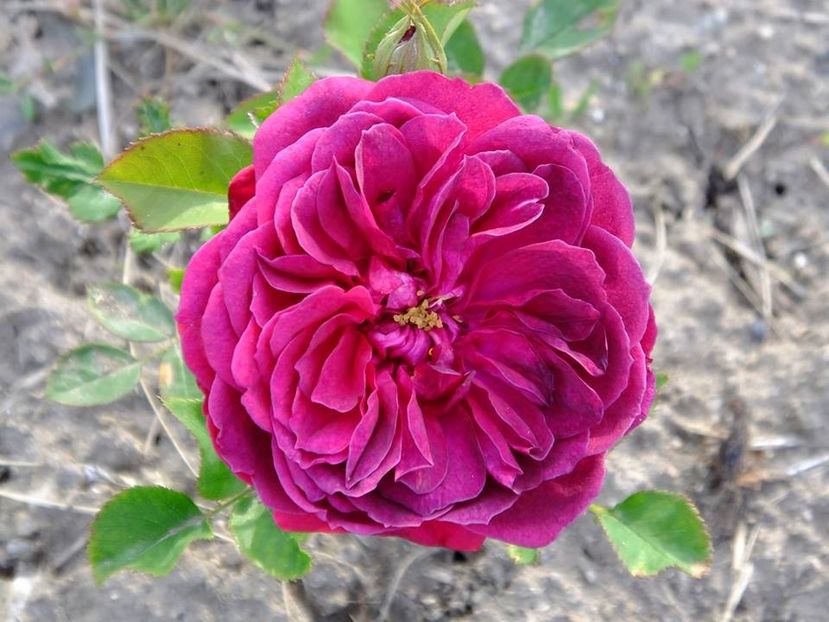 darcy bussel-2 - 2016_05_06_Mai_Iunie