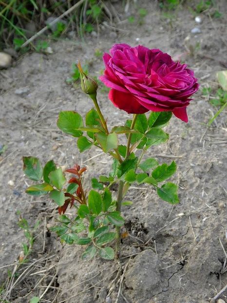 darcy bussel-3 - 2016_05_06_Mai_Iunie