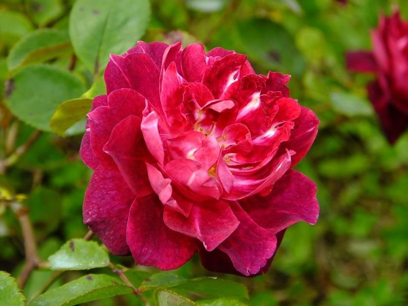 cardinal hume 2 - 2016_05_06_Mai_Iunie