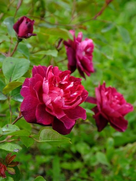 cardinal hume 3 - 2016_05_06_Mai_Iunie