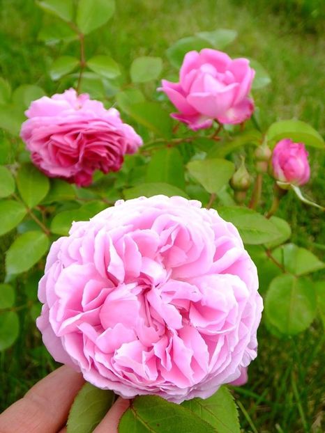 mary rose 1 - 2016_05_06_Mai_Iunie